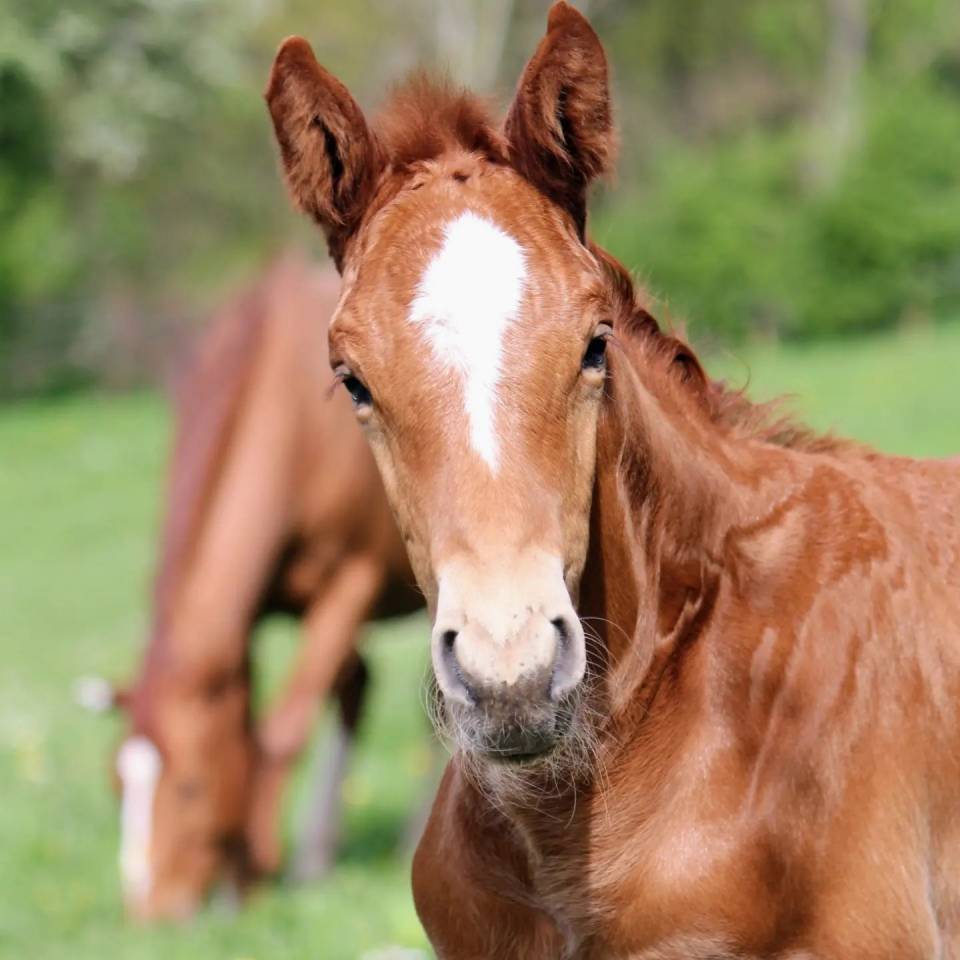 Poulain d'avenir par Pégase Van't Ruytershof