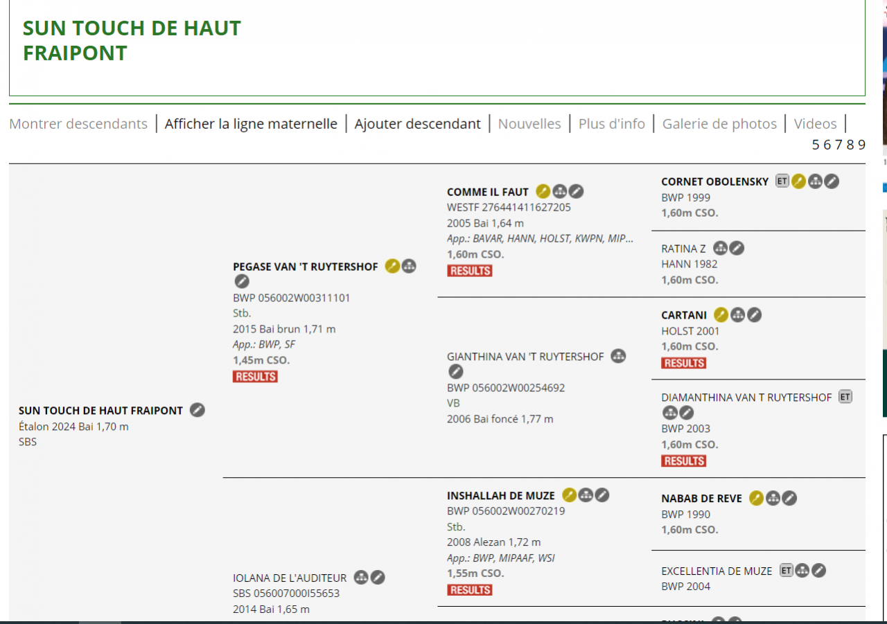 Poulain d'avenir par Pégase Van't Ruytershof