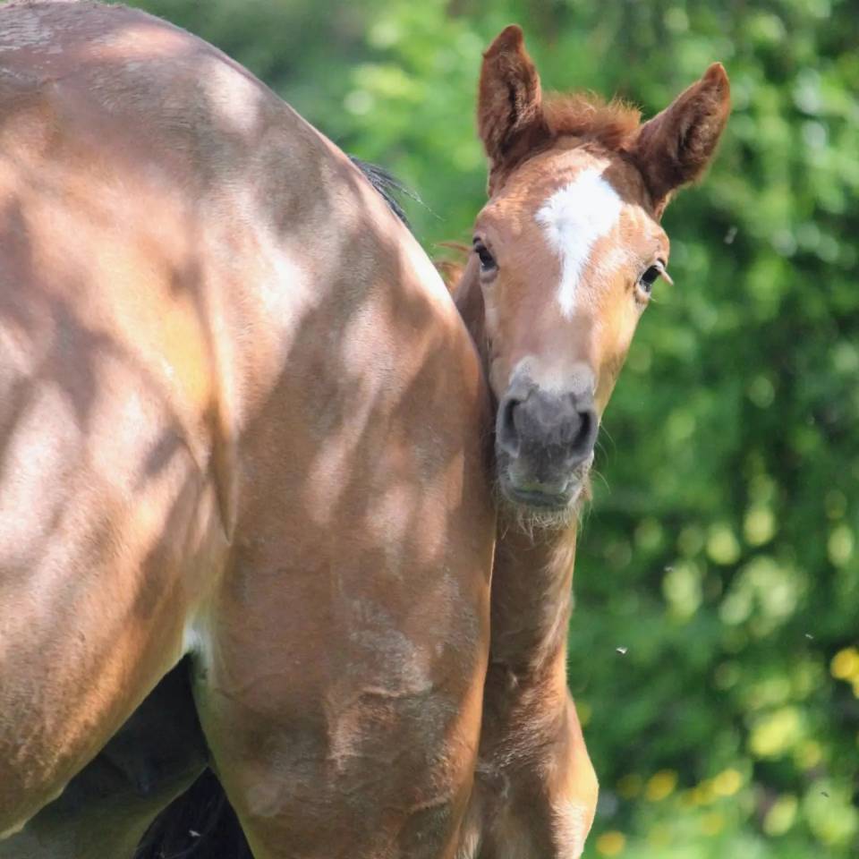 Poulain d'avenir par Pégase Van't Ruytershof