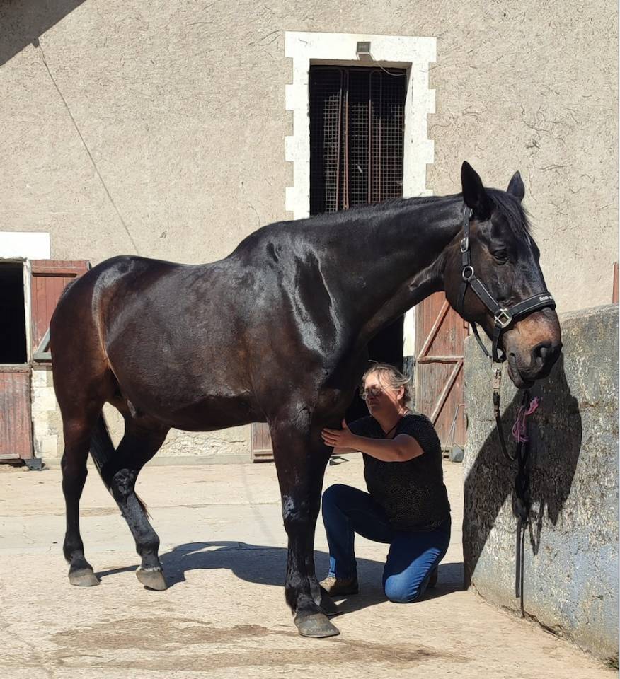 Shiatsu &eacute;quin & humain