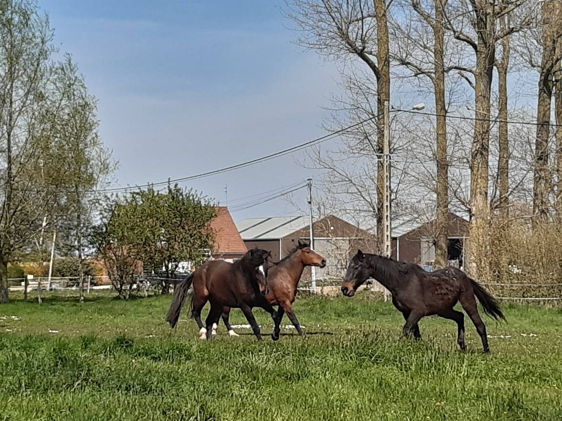 Pension Fournes en weppes prox Lille 