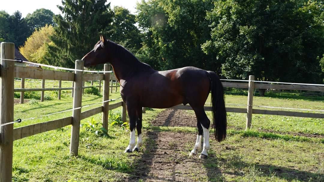 saillie étalon poney pie bai minimal