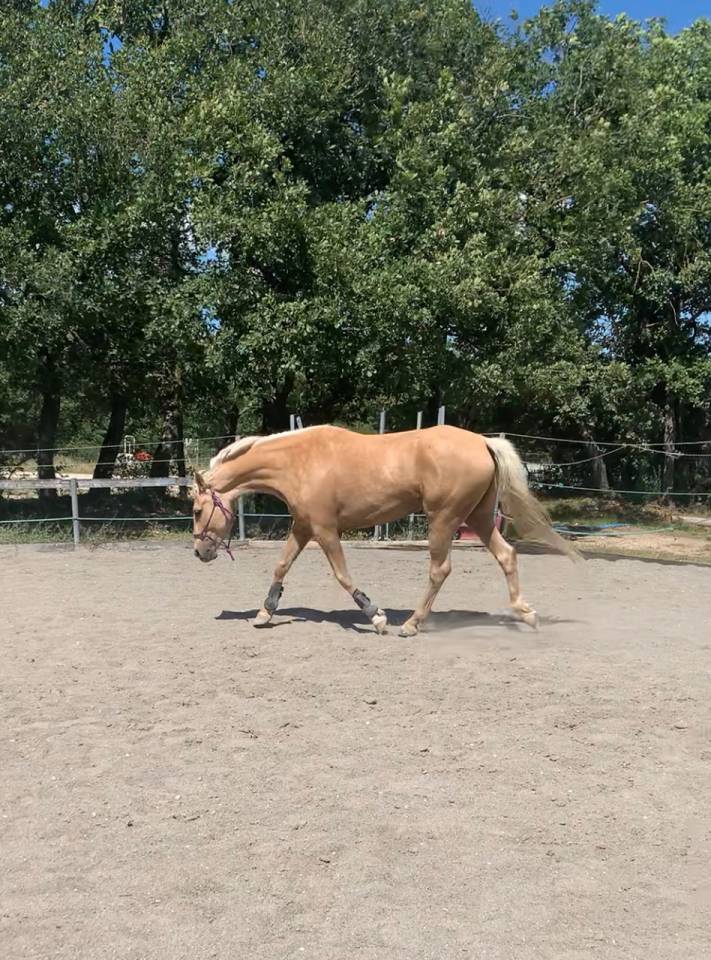 Propose jument en DP