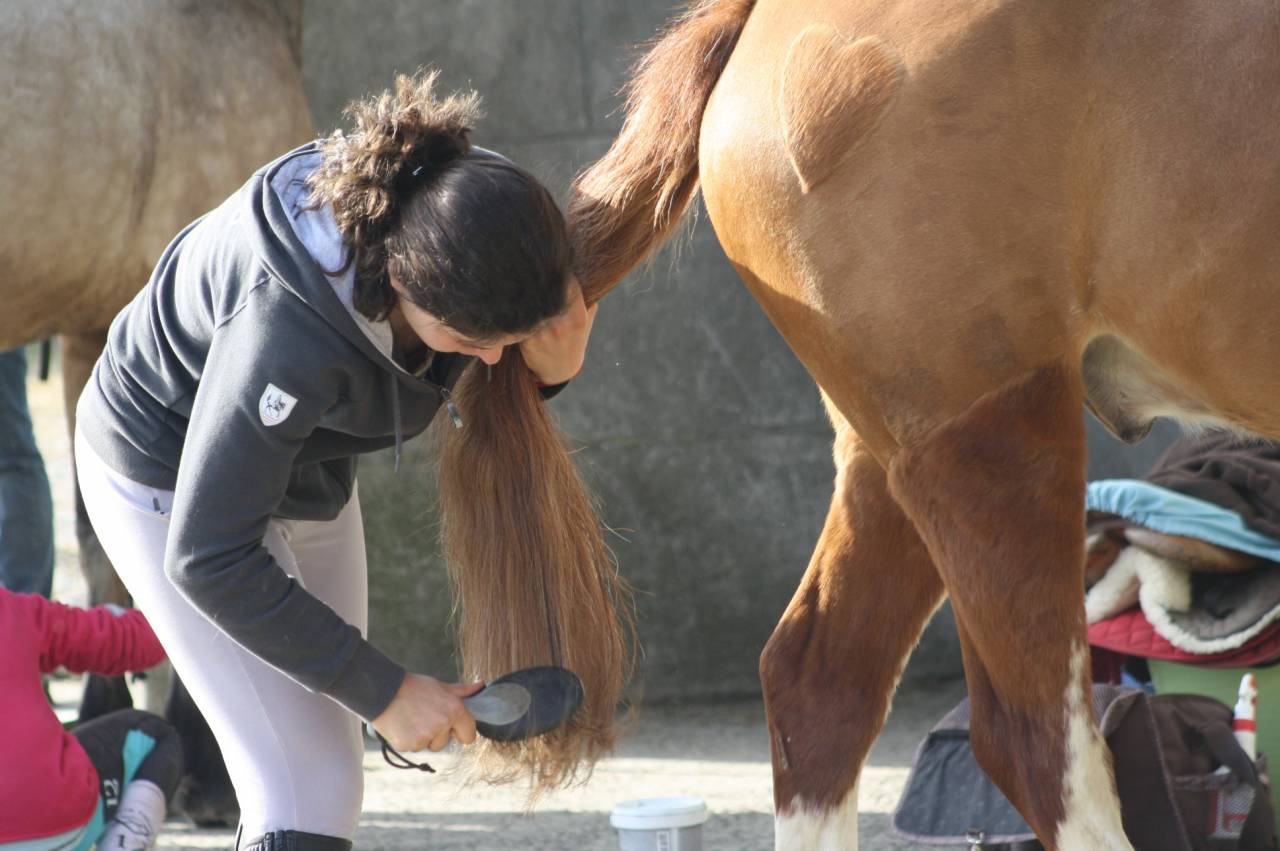 SEJOUR EQUITATION EN NORMANDIE