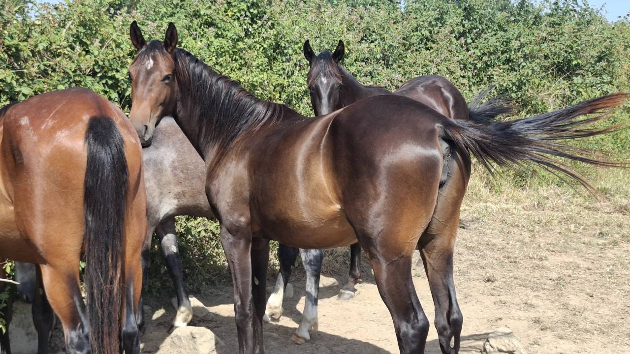 pouliche 2 ans SF par icha&iuml; de Reille 