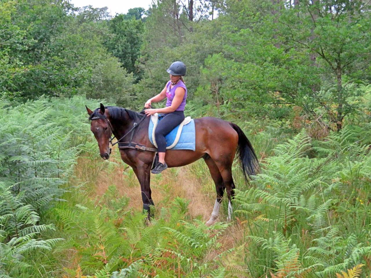 La méthode équine Impériale vous présente les chevaux..