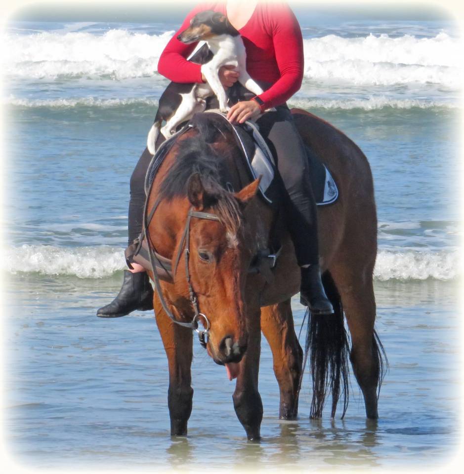La méthode équine Impériale vous présente les chevaux..
