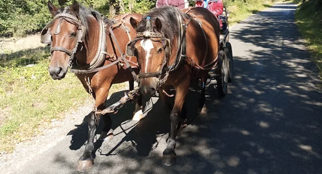 La m&eacute;thode &eacute;quine Imp&eacute;riale vous pr&eacute;sente les chevaux..