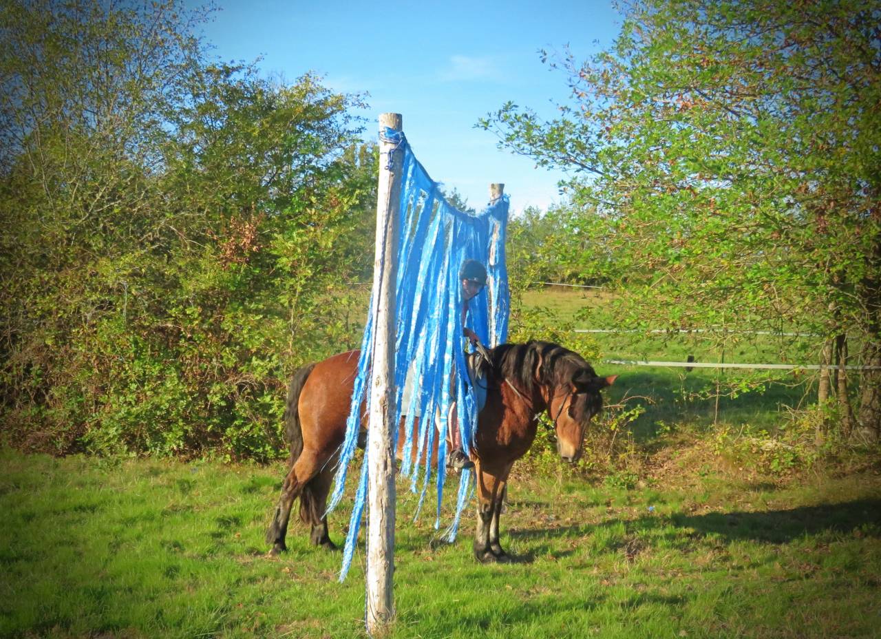 La m&eacute;thode &eacute;quine Imp&eacute;riale vous pr&eacute;sente les chevaux..