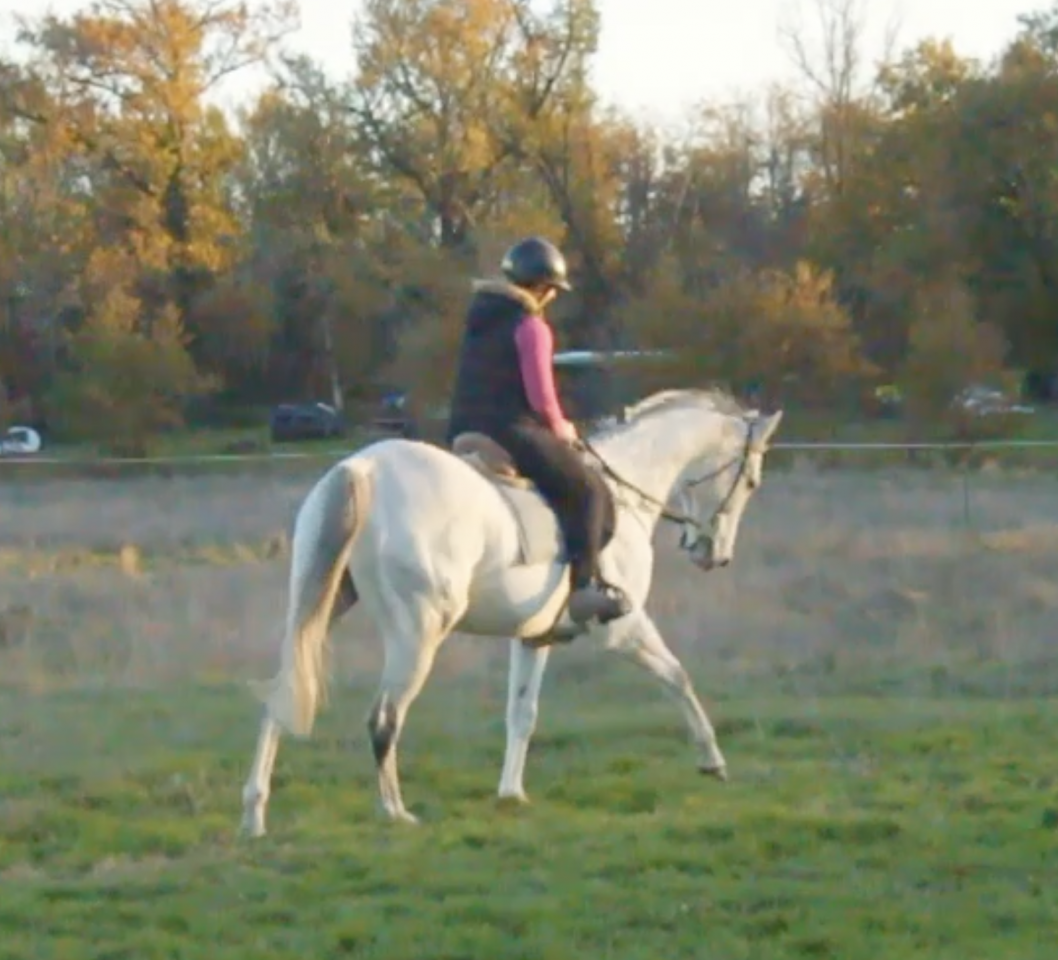 La m&eacute;thode &eacute;quine Imp&eacute;riale vous pr&eacute;sente les chevaux..