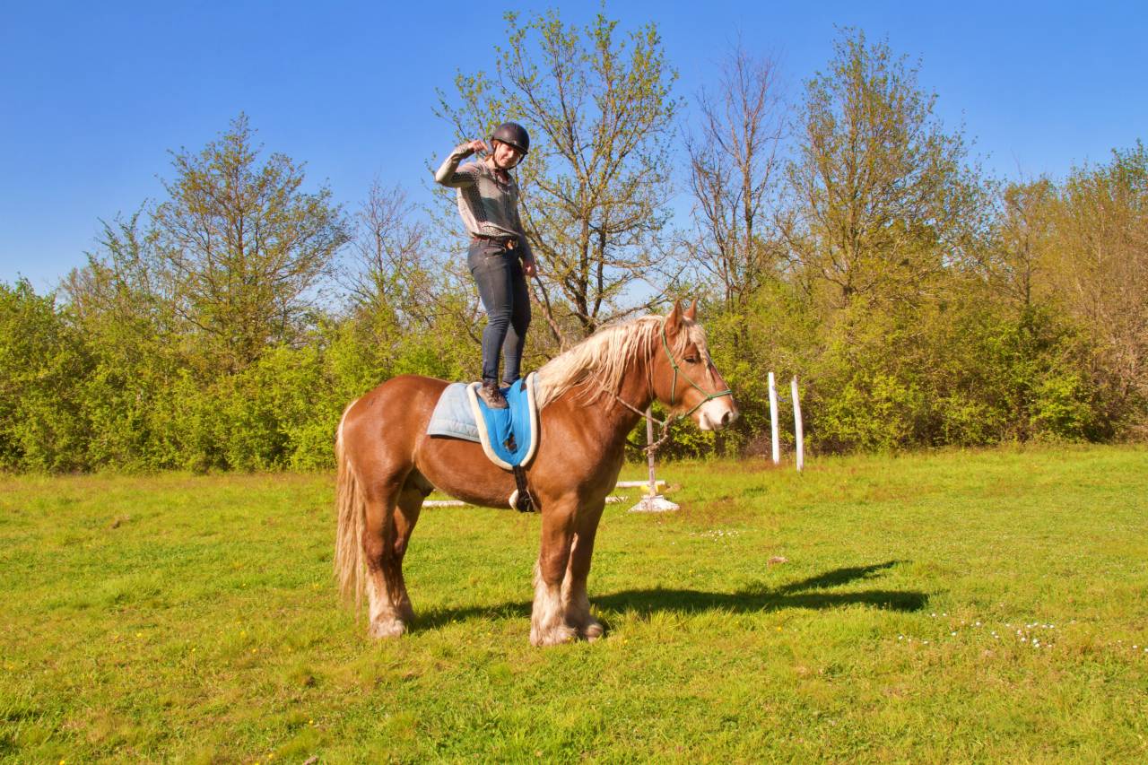 La m&eacute;thode &eacute;quine Imp&eacute;riale vous pr&eacute;sente les chevaux..