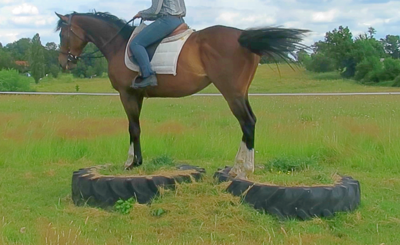 La m&eacute;thode &eacute;quine Imp&eacute;riale vous pr&eacute;sente les chevaux..