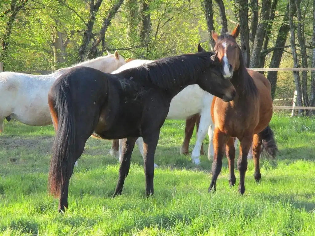 Pension pr&eacute; Loiret - Les Ecuries de l'Avenelle (45)