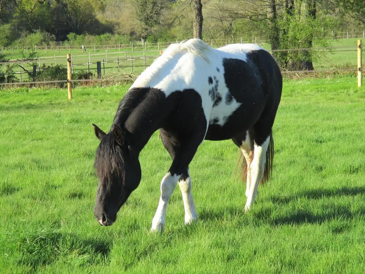 Pension pr&eacute; Loiret - Les Ecuries de l'Avenelle (45)