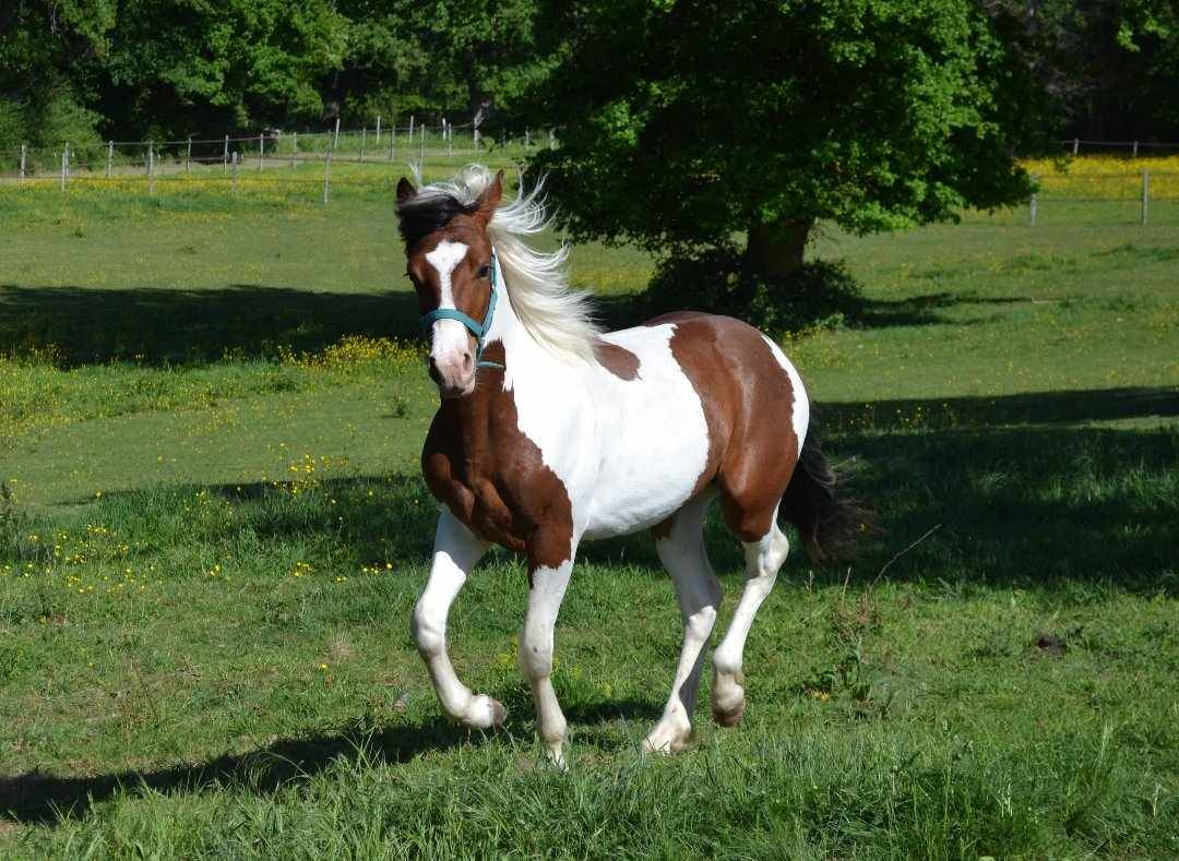 Pension pr&eacute; Loiret - Les Ecuries de l'Avenelle (45)