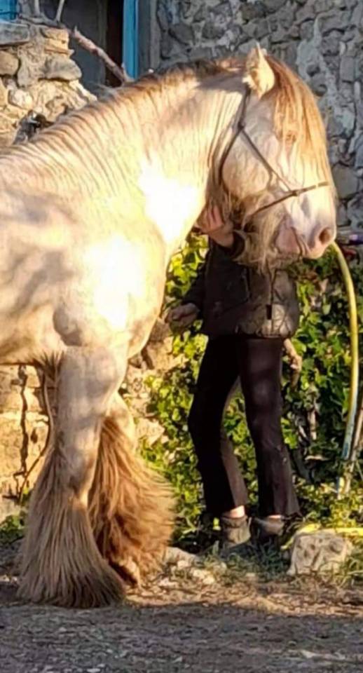  Etalon Smoky Black Pearl disponible pour saillies 