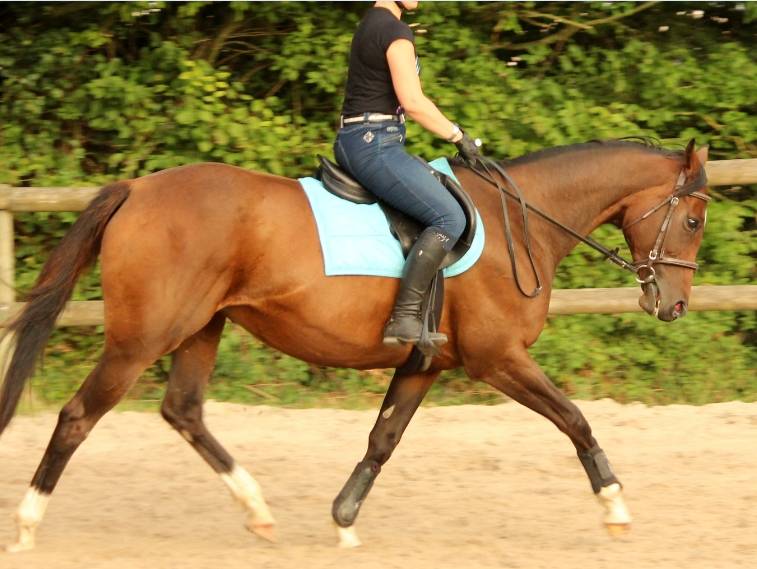 Demi pension sur gentille jument polyvalente