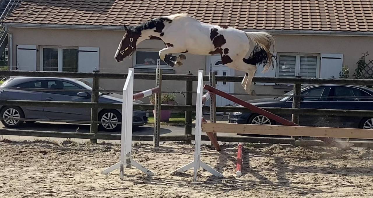 Saillie Etalon Pie KIT'KAT D'ORCHIDEA