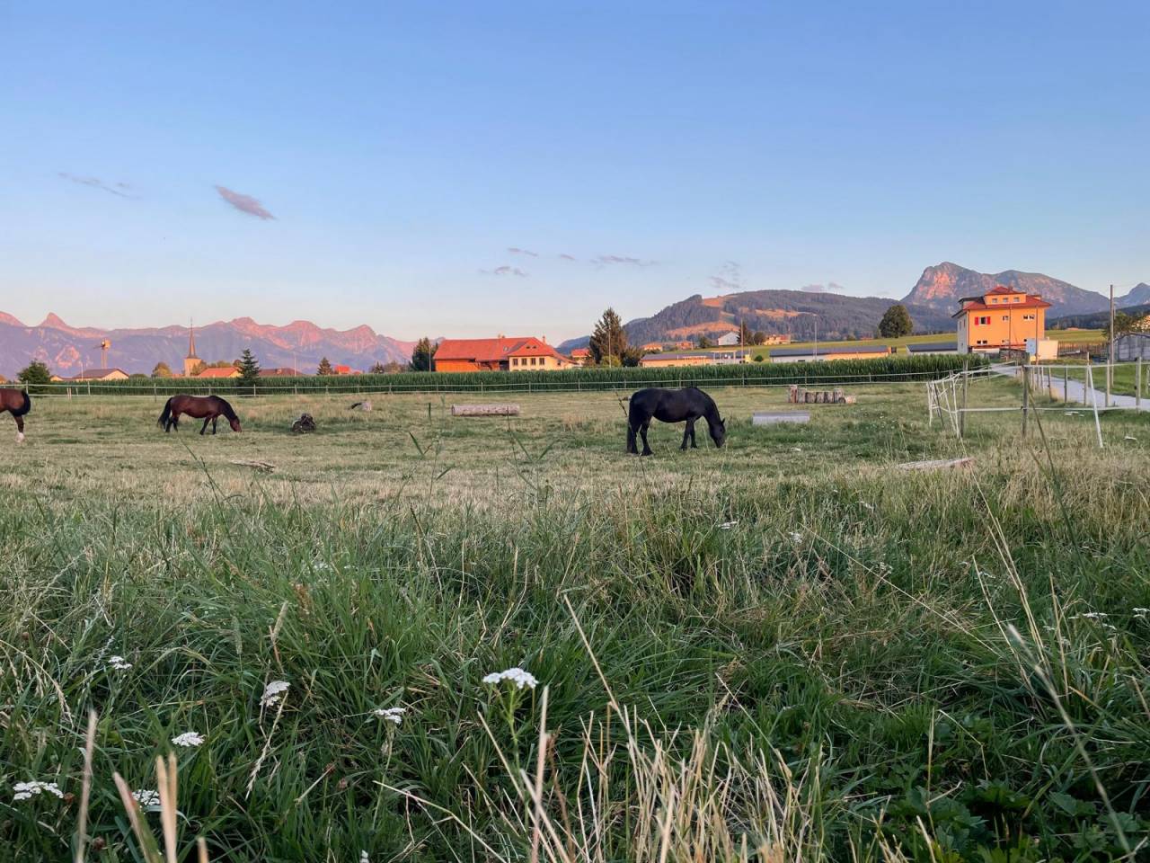 Camps d'équitation Automne 2025