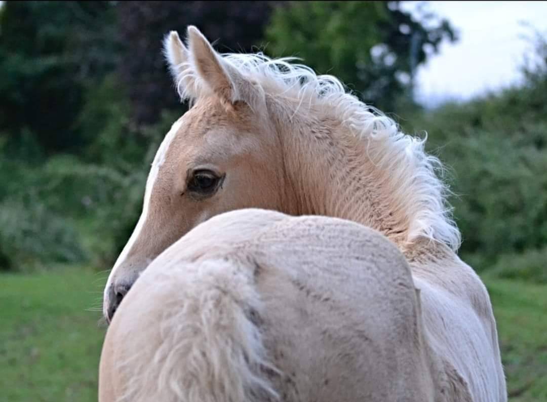 Etalon Creme Demi sang Arabe 79.7 %