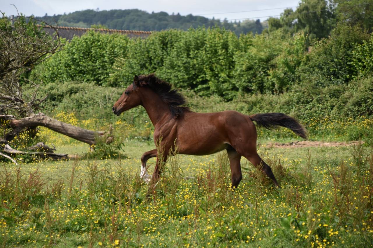 Poulain taille Poney D polyvalent & d'avenir