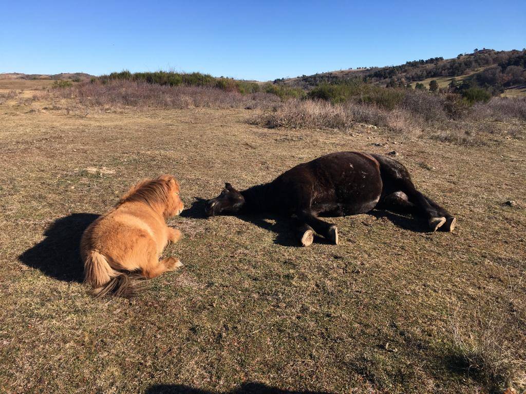 Pension pr&eacute; pour chevaux, poneys, 30min sud Clermont-Fd