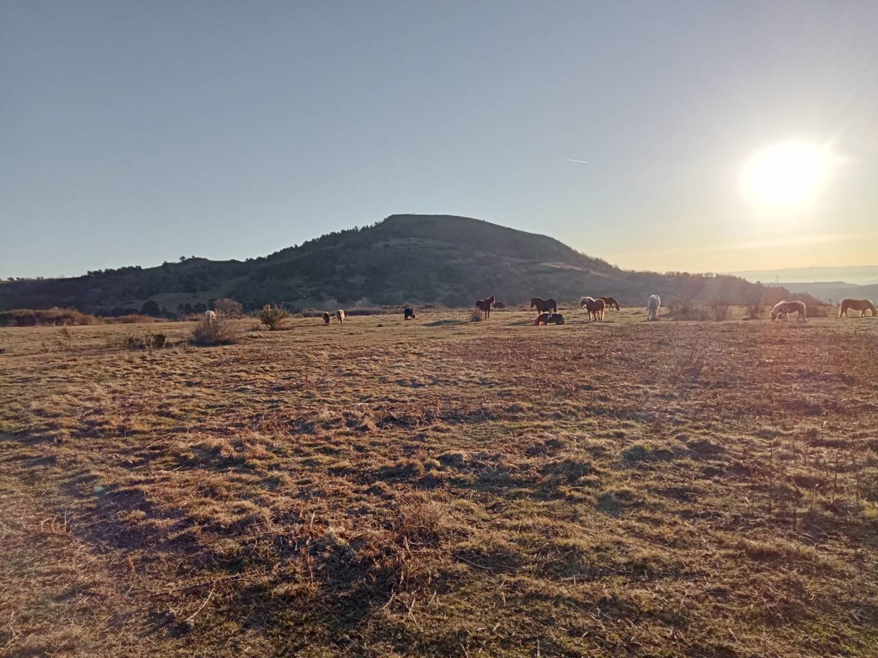 Pension pr&eacute; pour chevaux, poneys, 30min sud Clermont-Fd
