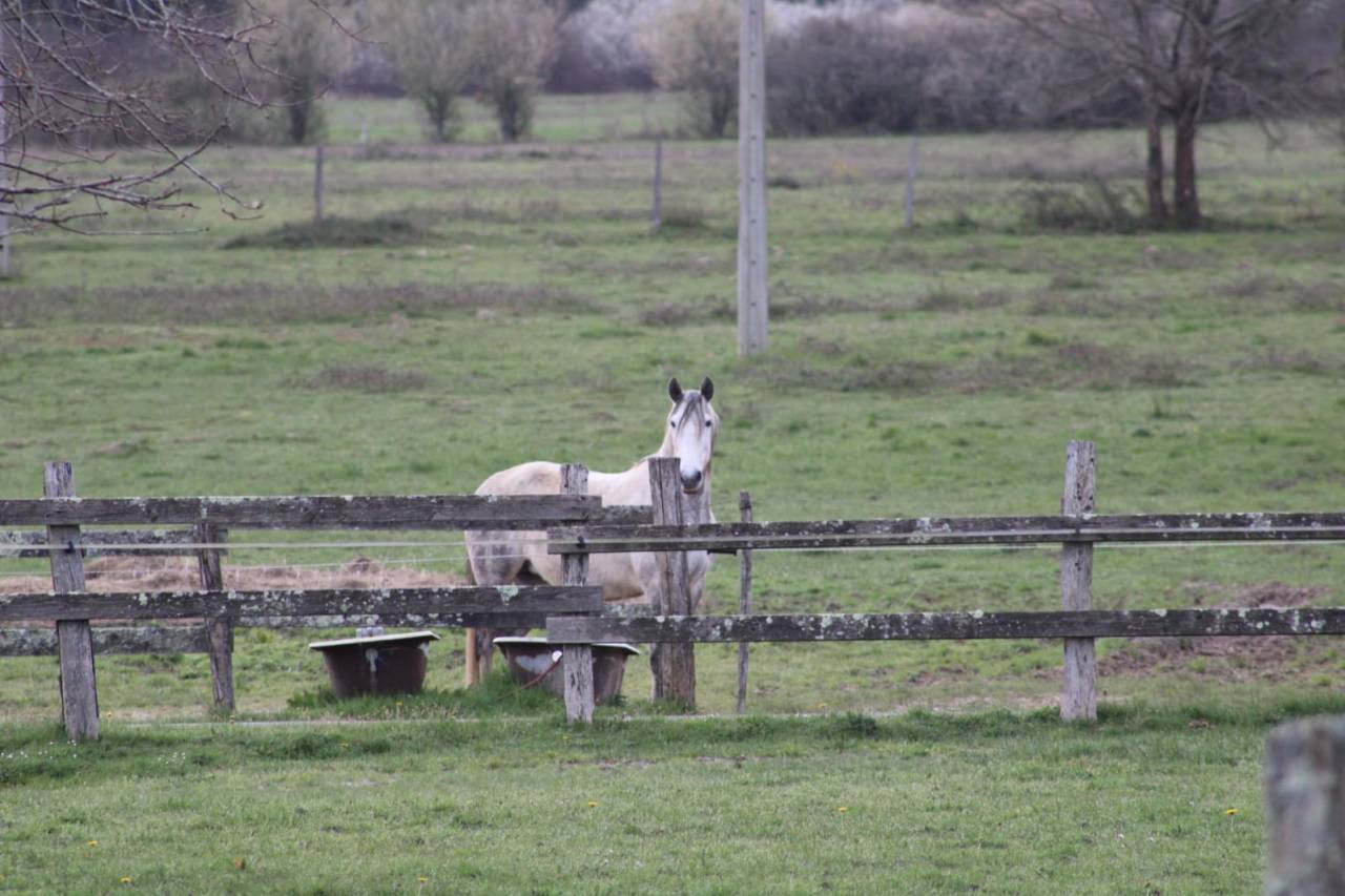 Pensions pour chevaux - Bazas