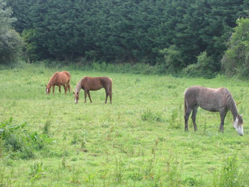 Pension pour chevaux familiale &agrave; Etrich&eacute;, 49