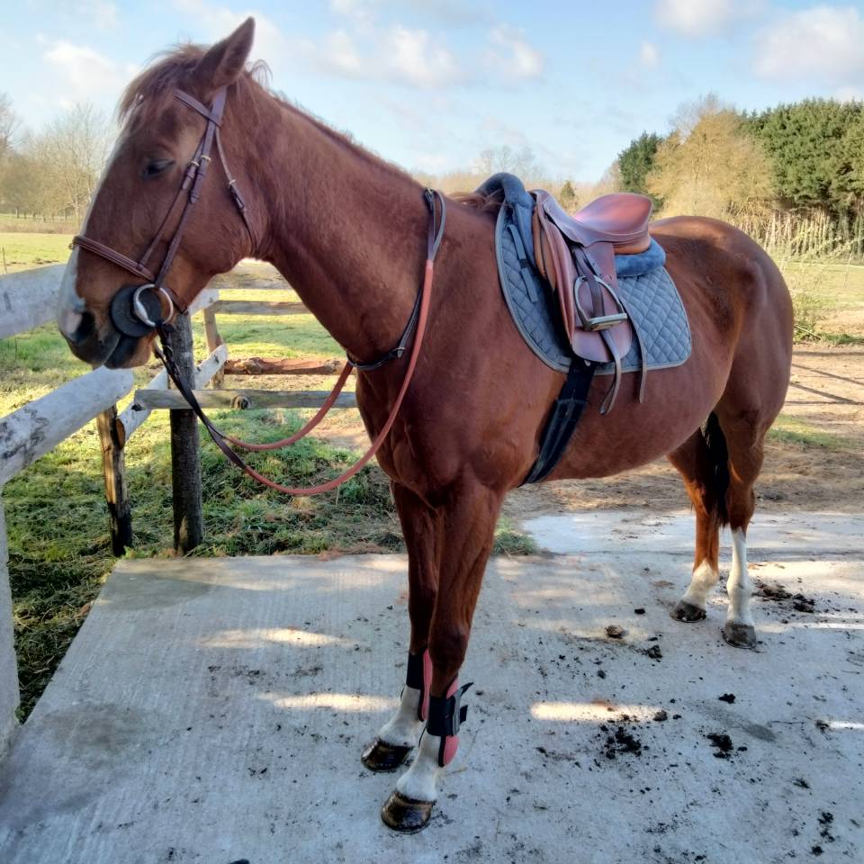 Pension pour chevaux familiale &agrave; Etrich&eacute;, 49