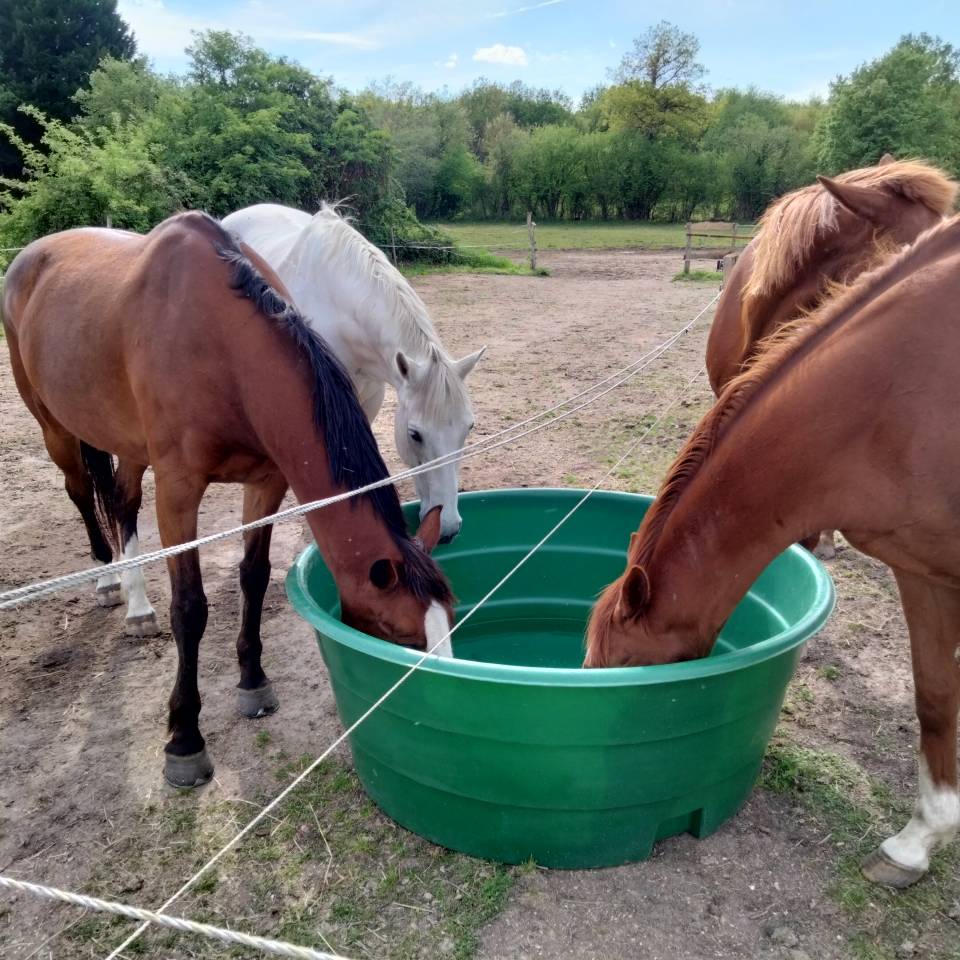 Pension pour chevaux familiale &agrave; Etrich&eacute;, 49