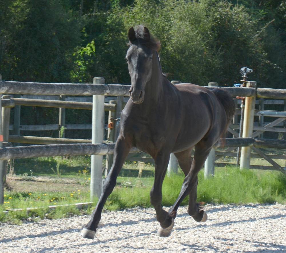 poulain mâle  Arabo Frison 17 mois