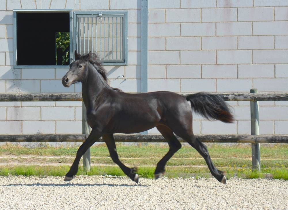 poulain mâle  Arabo Frison 17 mois