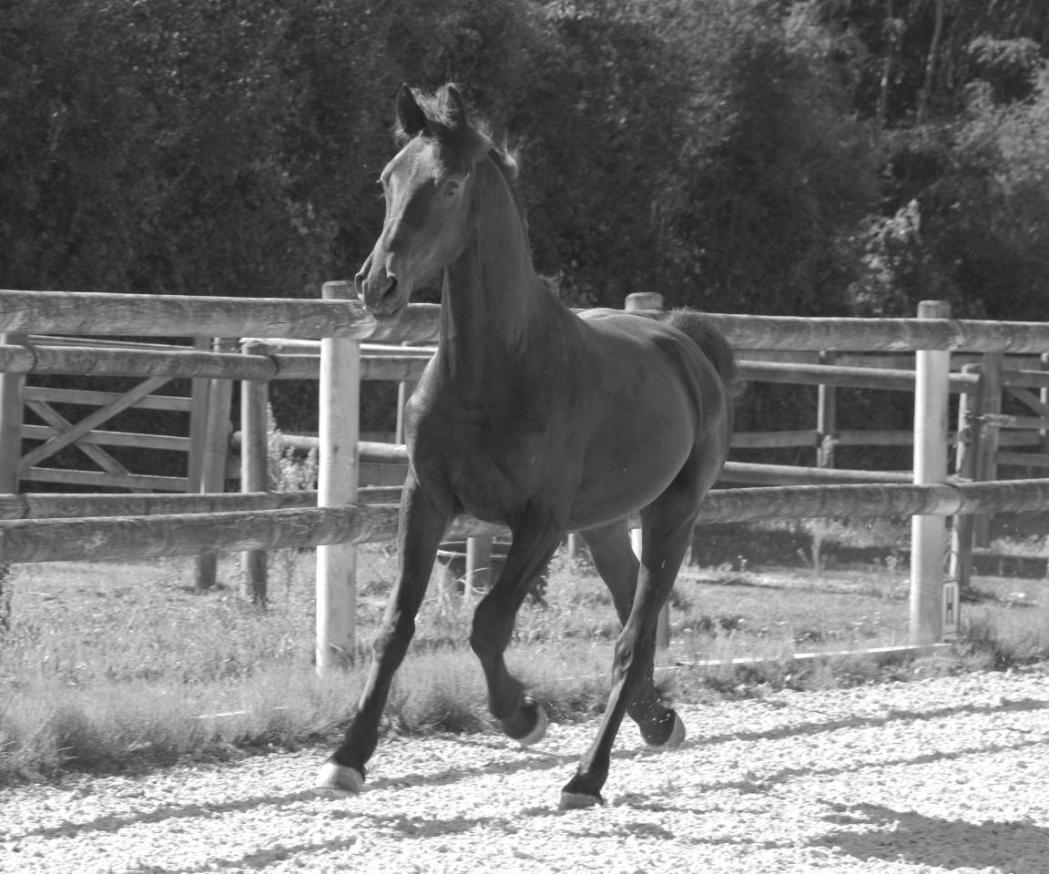 poulain mâle  Arabo Frison 17 mois