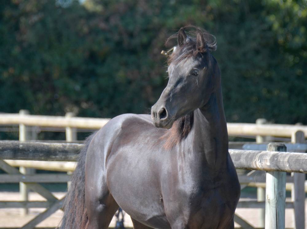 poulain mâle  Arabo Frison 17 mois