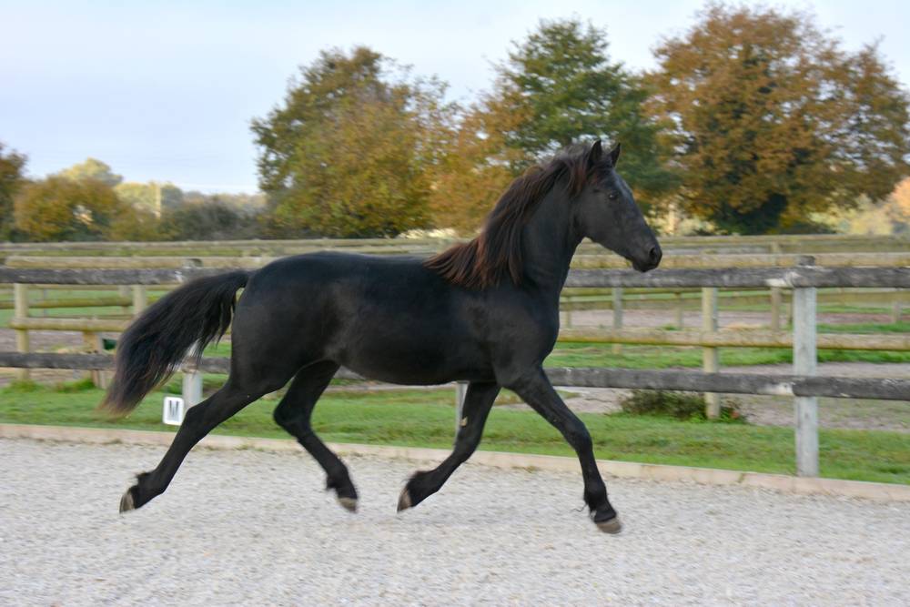 poulain mâle  Arabo Frison 17 mois