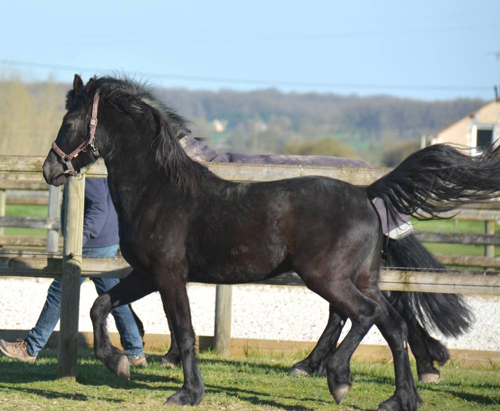 poulain m&acirc;le  Arabo Frison 2 ans