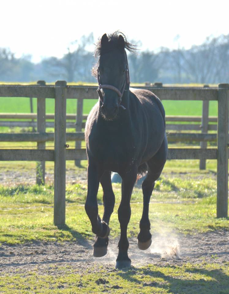 poulain m&acirc;le  Arabo Frison 2 ans