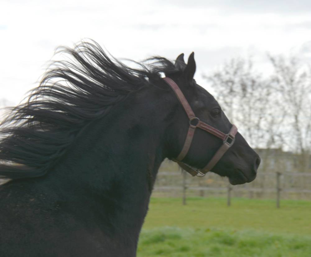 poulain m&acirc;le  Arabo Frison 2 ans