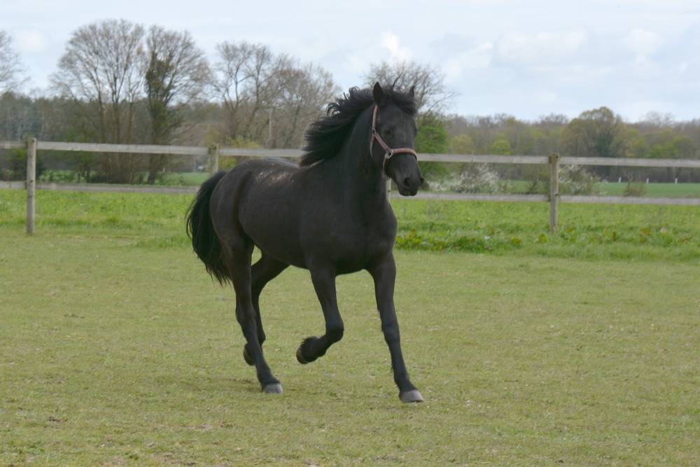 poulain m&acirc;le  Arabo Frison 2 ans