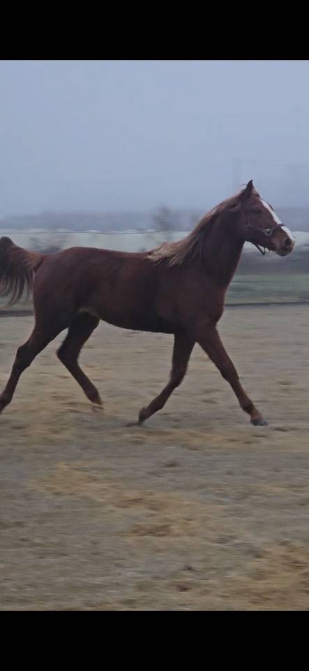 Foal origines CSO CSI CASALLO / NABAB DE REVE