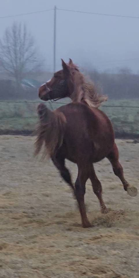 Foal origines CSO CSI CASALLO / NABAB DE REVE