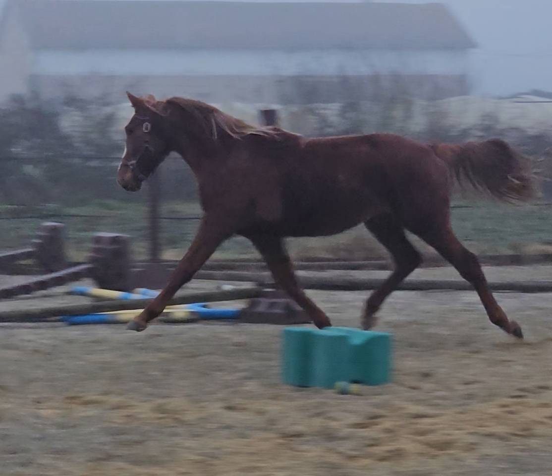 Foal origines CSO CSI CASALLO / NABAB DE REVE