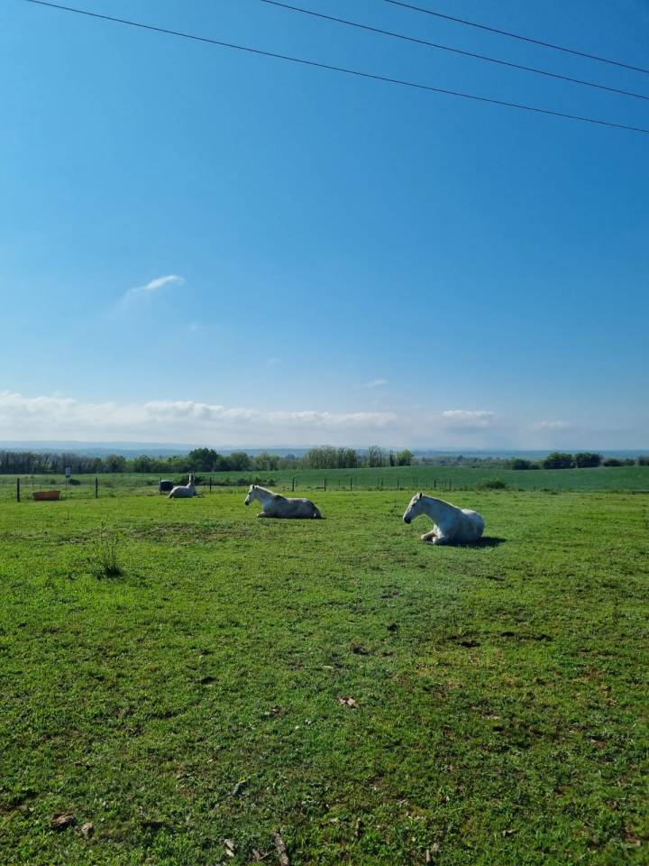 Ecurie jf falco B&eacute;ligneux dans le 01