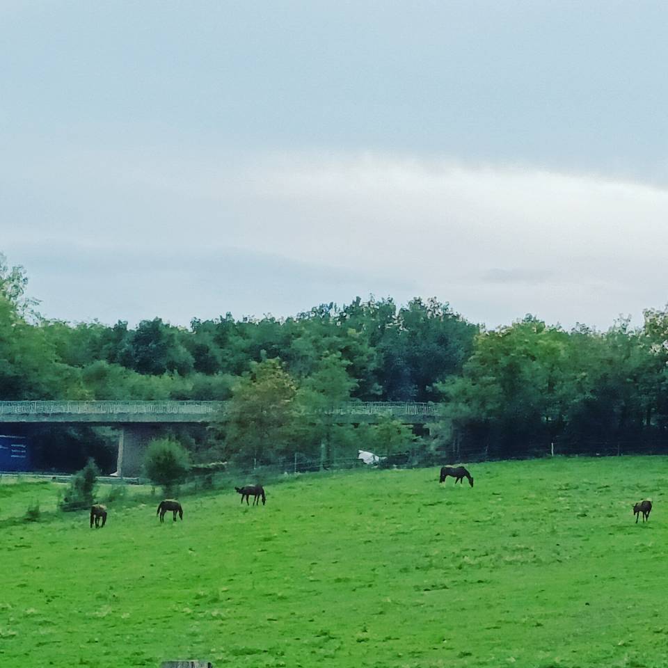 Ecurie jf falco B&eacute;ligneux dans le 01