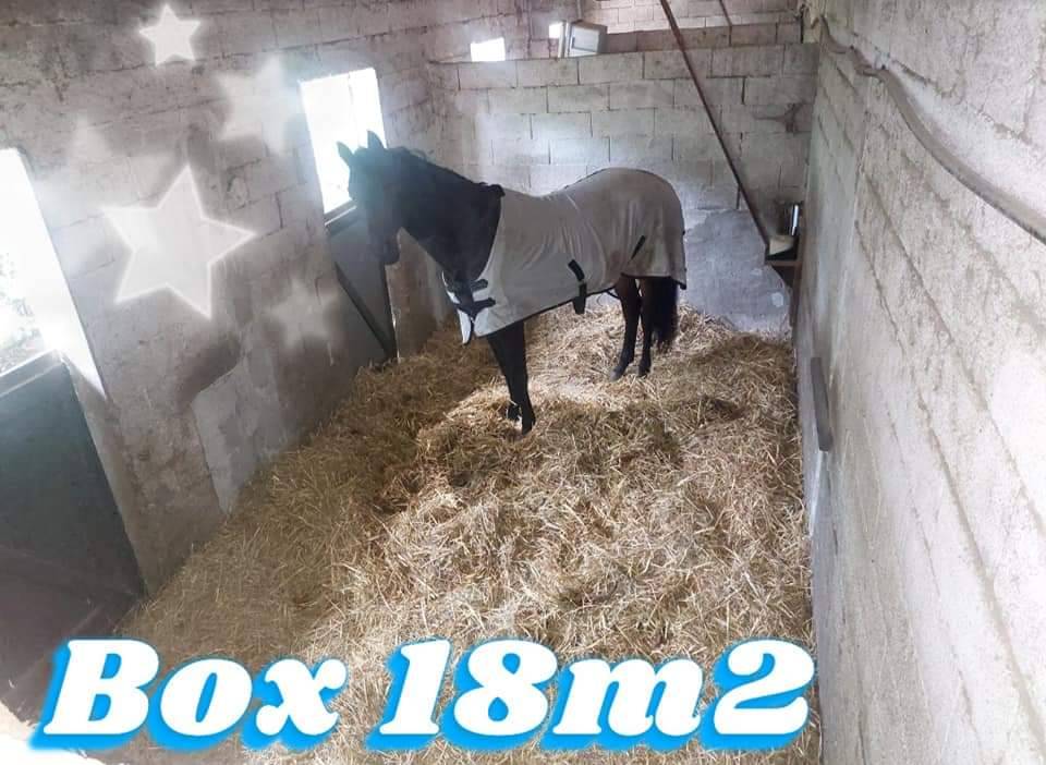 Ecurie jf falco B&eacute;ligneux dans le 01