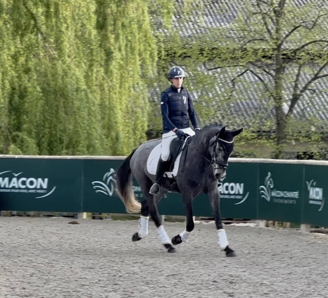 Jument dressage Croisée KWPN/lusitanienne