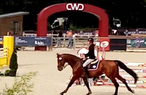 À vendre hongre de 6 ans 