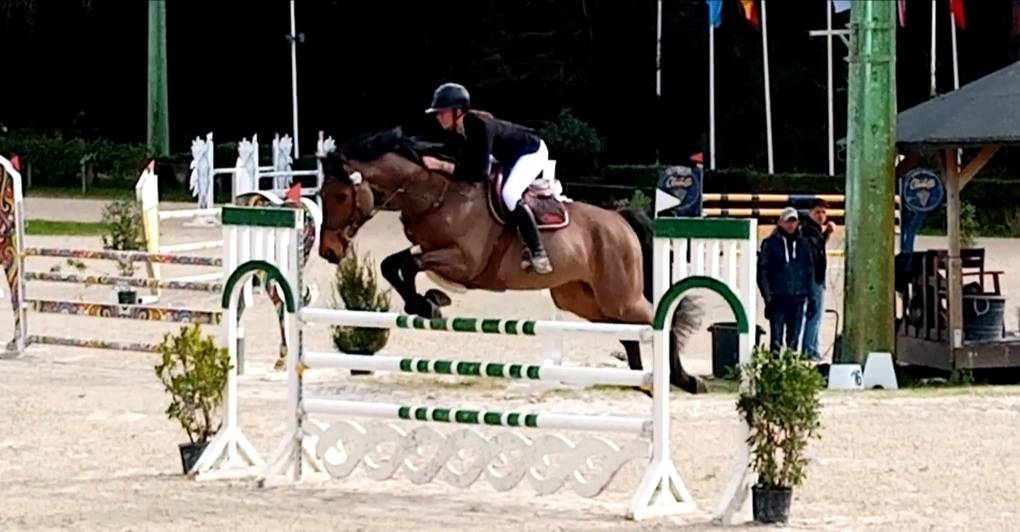 À vendre hongre de 6 ans 