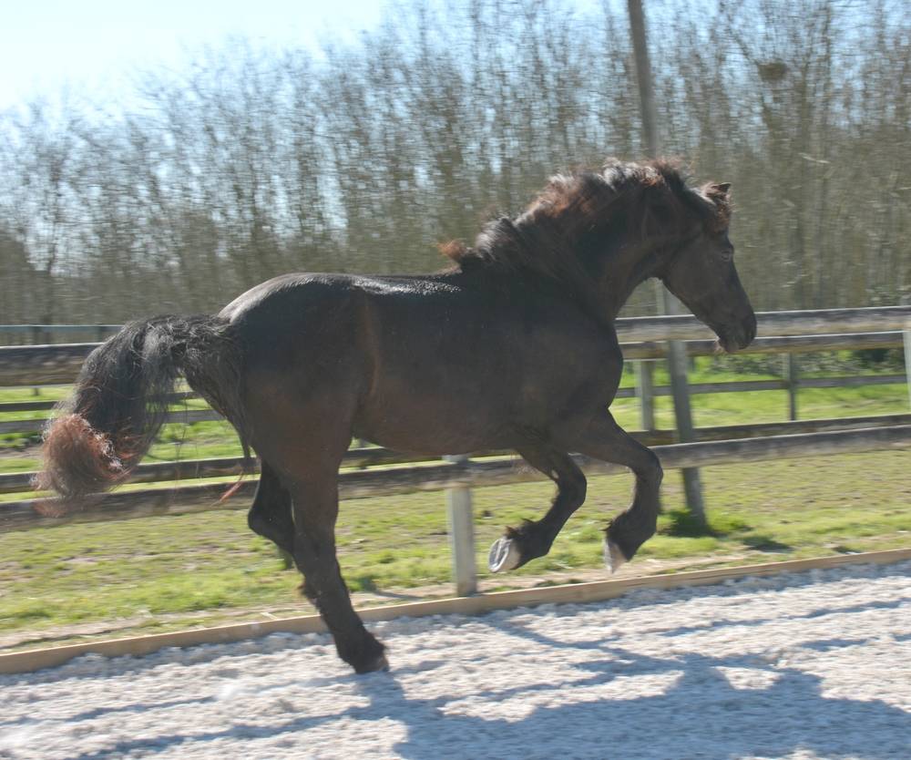Jument frison Tara King 3 ans